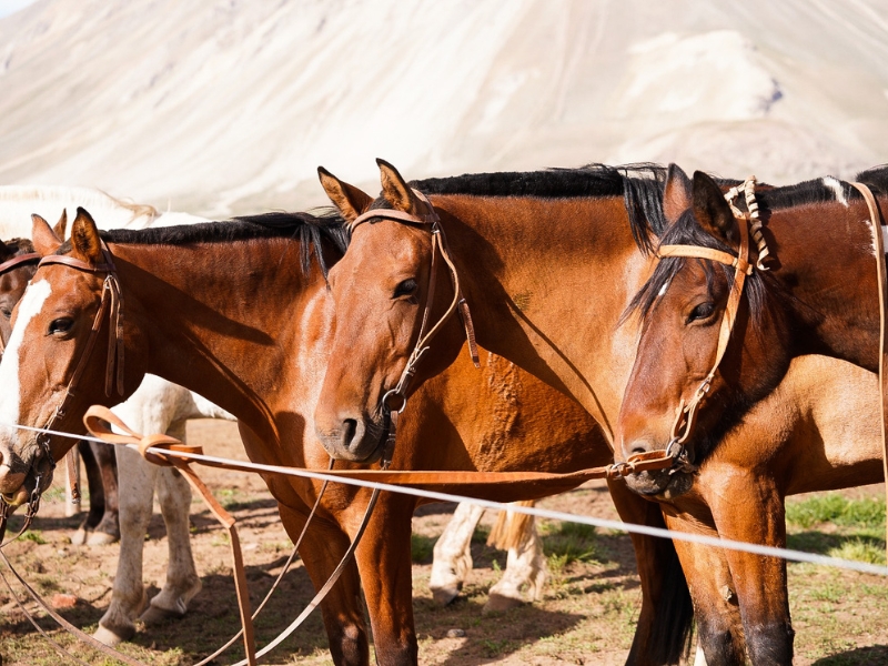 Cruce por los Andes — foto 14